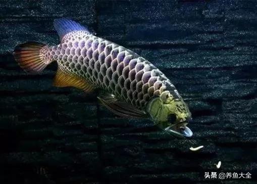 冬天龍魚(yú)不吃食怎么辦