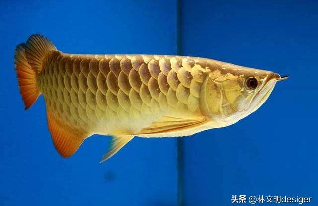 小龍魚怎么養(yǎng) 龍魚批發(fā)