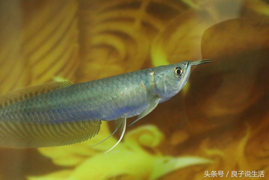 養(yǎng)銀龍魚要注意什么