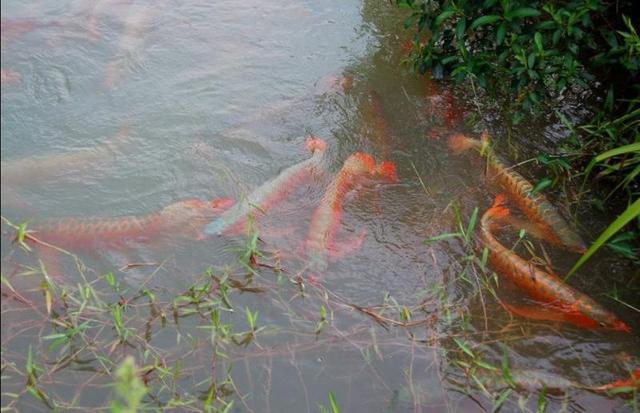 紅龍魚飼養(yǎng)方法及注意事項 龍魚批發(fā)