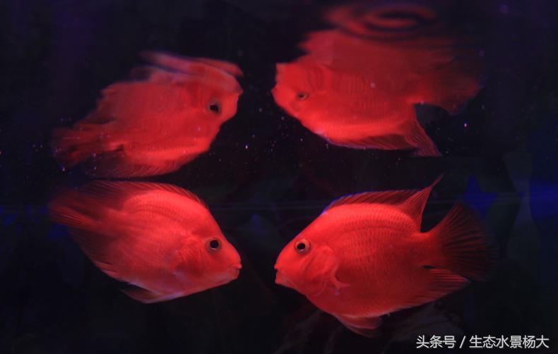 養(yǎng)兩條龍魚的寓意 龍魚批發(fā)