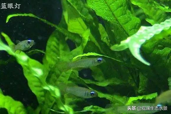 燈科魚怎么養(yǎng)