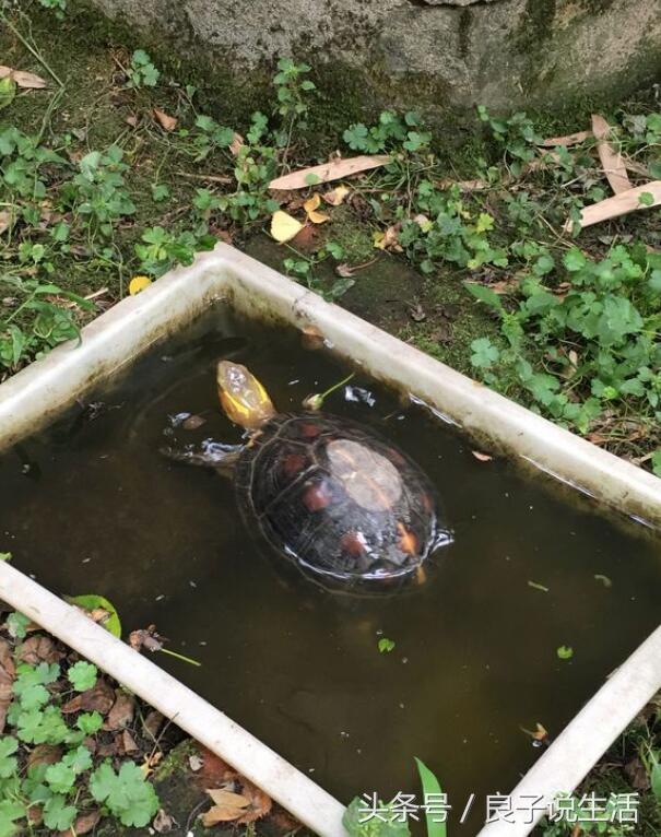 可以和魚混養(yǎng)的龜