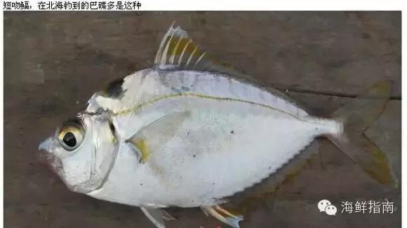 海水魚圖鑒:海水魚繁殖期