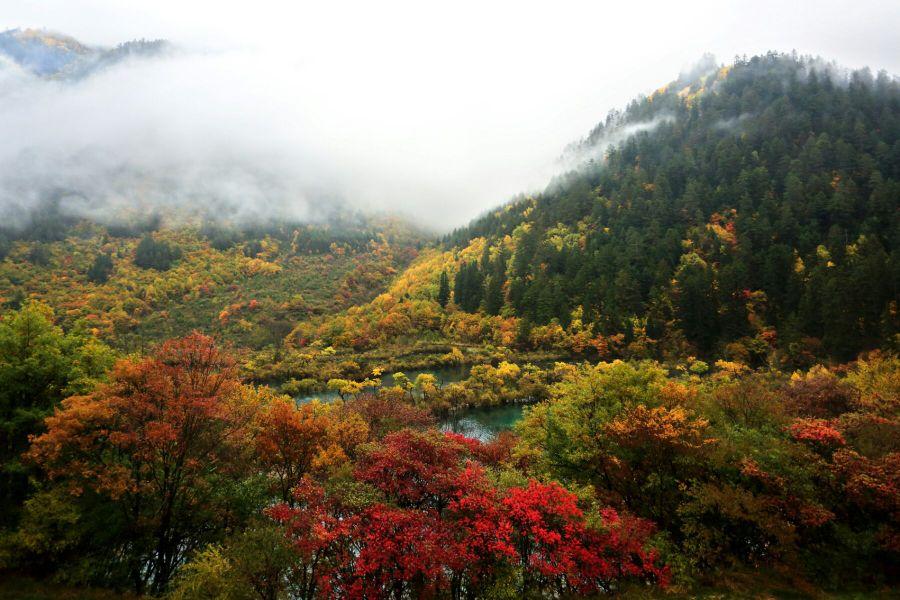 黃龍海水魚好養(yǎng)嗎:是什么意思有知道的么