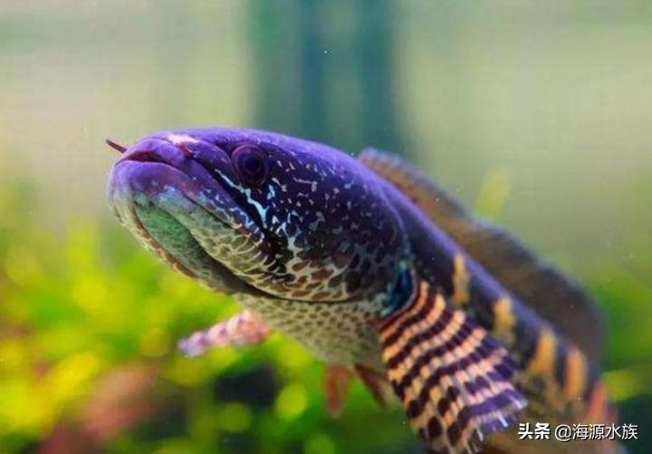 怎么讓雷龍魚發(fā)色:鉛筆雷龍魚多大開始發(fā)色 龍魚批發(fā) 第1張