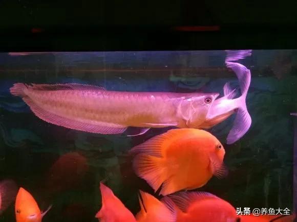 銀龍魚多少一條:一斤的魚飼料夠銀龍魚吃多少天的