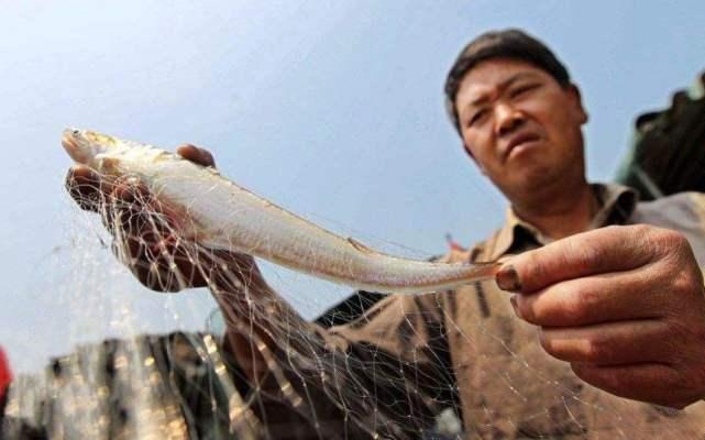 世界上最貴的魚是什么魚:酒店一般買的最貴的魚