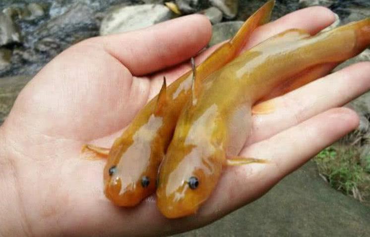 價(jià)格貴的魚(yú):東北雅羅魚(yú)為啥那么貴