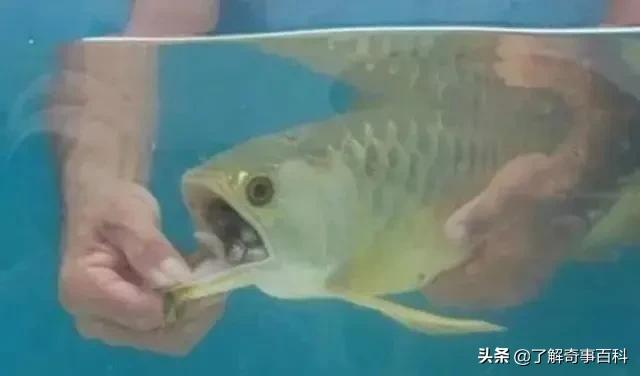 金龍魚一只多少:只有四個菜的年夜飯為什么被人說窮 龍魚批發(fā)