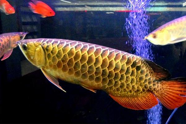 新入缸小金龍魚:新魚入缸怎么處理