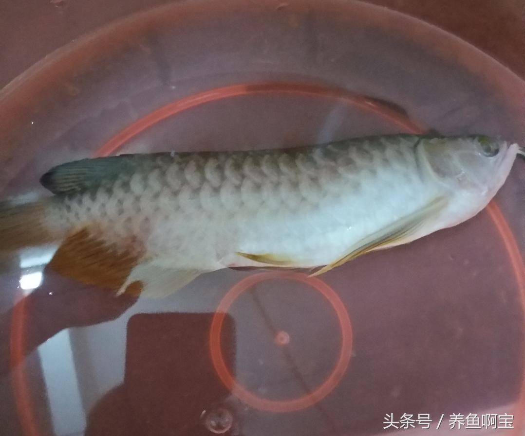 金龍魚的形狀:一直認(rèn)為5升就是10斤