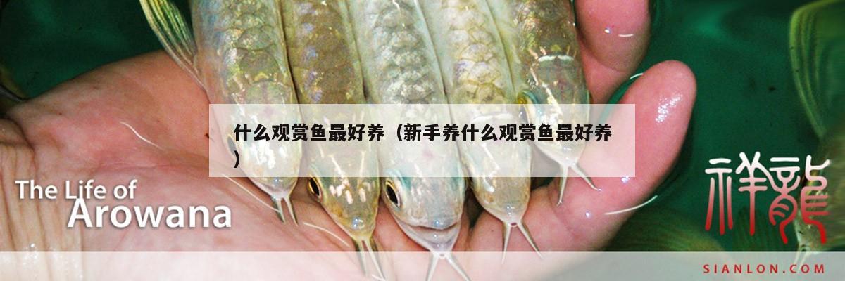 什么觀賞魚最好養(yǎng)（新手養(yǎng)什么觀賞魚最好養(yǎng)） 水族雜談