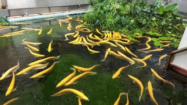 白化金龍魚多少錢一條:年底想帶孩子去武漢海洋館和動物園玩玩