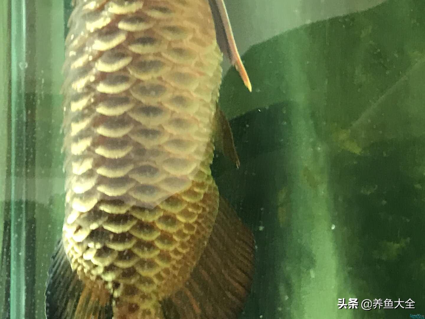 龍魚掉鱗怎么回事:龍魚透缸好還是不透好