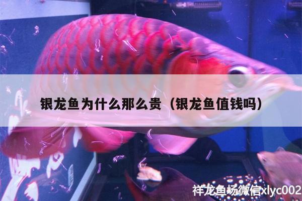 銀龍魚為什么那么貴（銀龍魚值錢嗎）