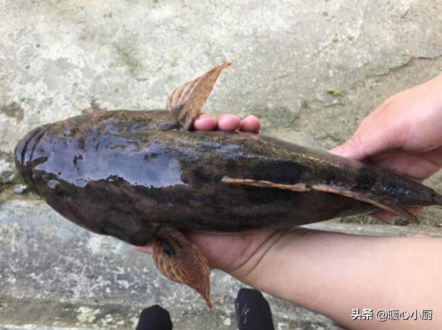 虎魚圖片及價(jià)格:沙虎魚品種