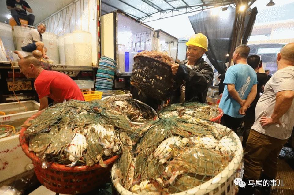 虎魚價(jià)格多少錢一條:最好養(yǎng)的冷水觀賞魚