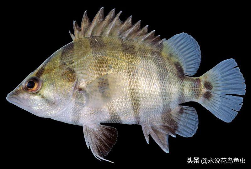 虎魚品種圖片及價格:什么蝦虎好養(yǎng)