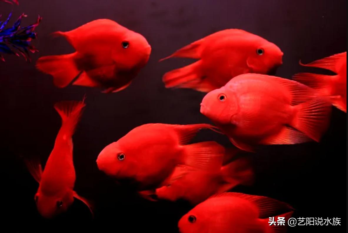 紅鸚鵡魚(yú)多少錢(qián)一條:最有名的鸚鵡魚(yú)