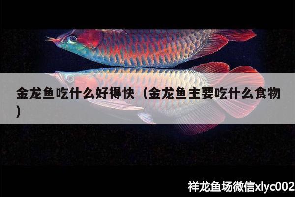 金龍魚吃什么好得快（金龍魚主要吃什么食物）