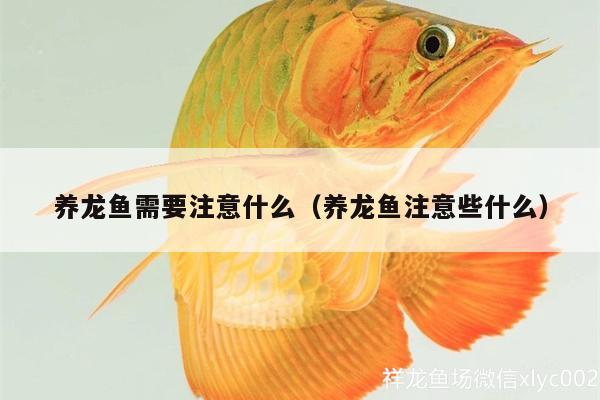 養(yǎng)龍魚需要注意什么（養(yǎng)龍魚注意些什么） 南美異形觀賞魚