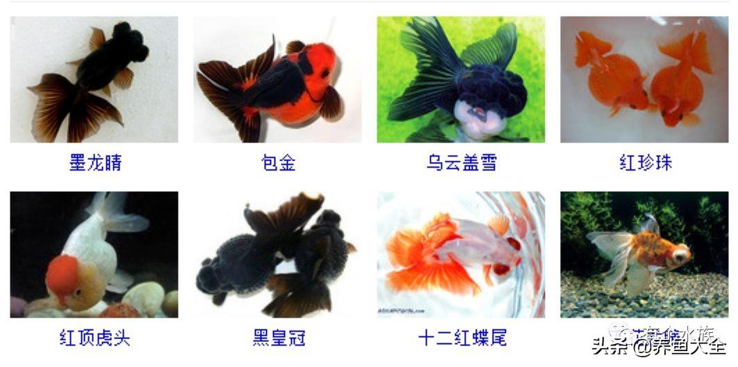 金魚品種大全及圖片（金魚選美）