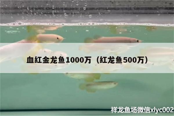 血紅金龍魚1000萬（紅龍魚500萬） 白化火箭魚