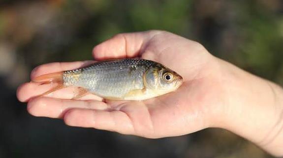 魚的溫度【淡水魚的魚缸正常溫度是多少】 龍魚批發(fā)