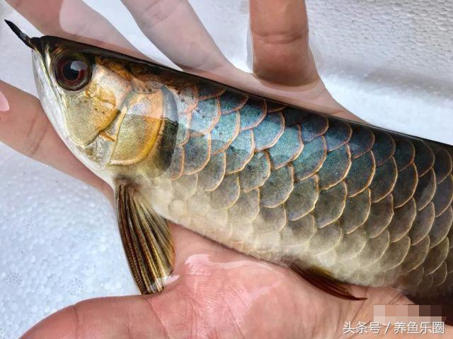 金龍魚吃什么小魚【六角龍魚吃什么】