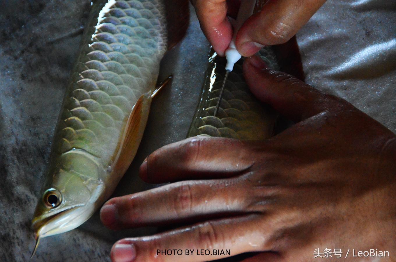 龍魚芯片查詢系統(tǒng)【魚缸后面的背景該用什么顏色】 龍魚批發(fā)