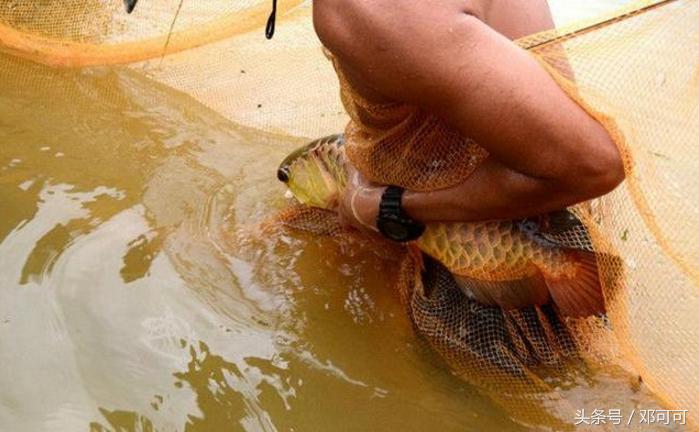 野生的金龍魚生長在哪里【金龍魚是國家保護動物嗎】