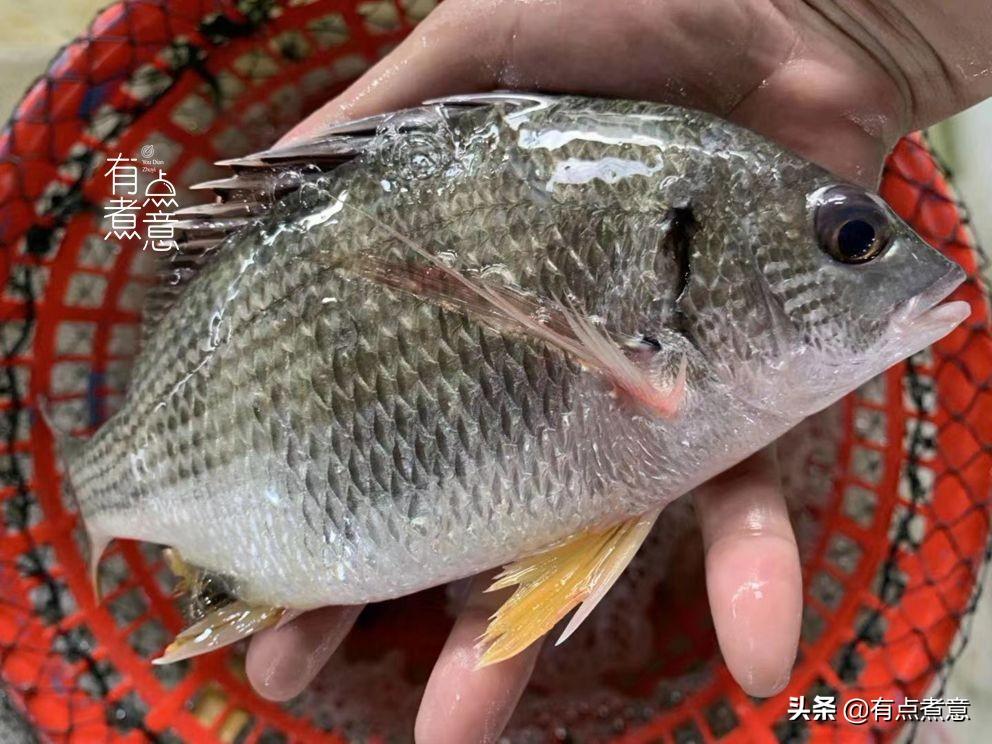 赤翅魚是什么魚【黃腳立學(xué)名】