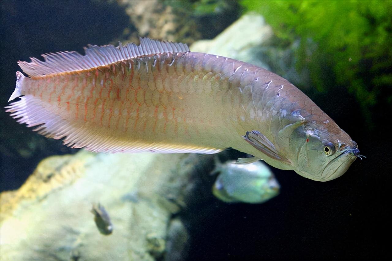 龍魚最貴多少錢【上海有哪些好吃的面館】 龍魚批發(fā)