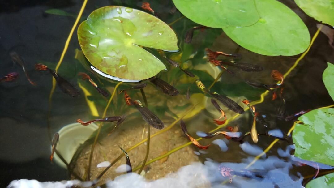 公認(rèn)最好的孔雀魚【孔雀魚最喜歡什么水草】