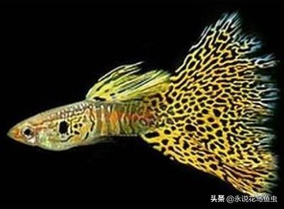 野生孔雀魚圖片【孔雀魚品種由公魚還是母魚決定】