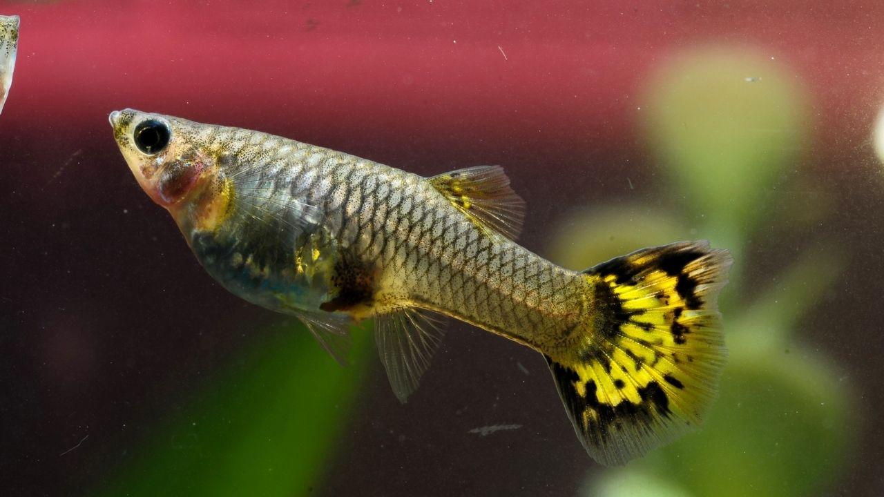 孔雀魚怎么喂食【孔雀魚多久喂一次食】