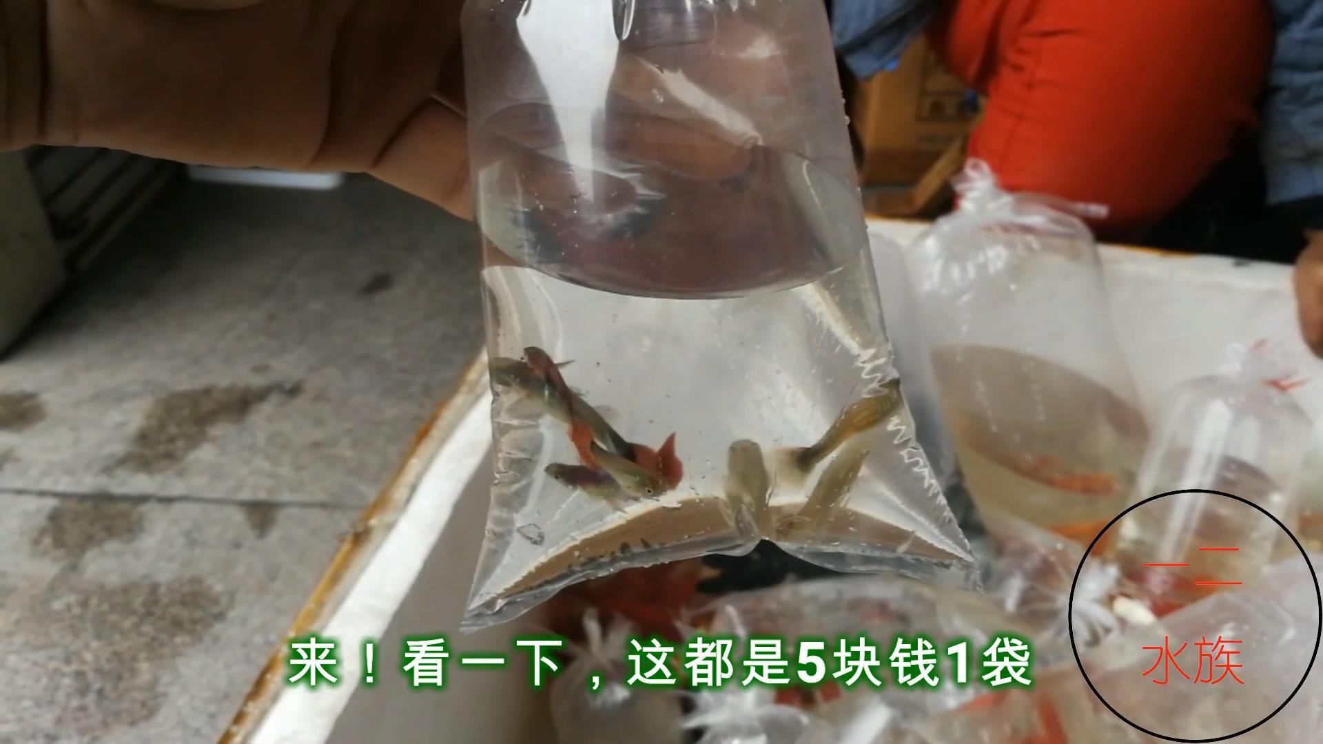 5元錢一袋孔雀魚【藍(lán)草孔雀魚為什么那么貴】