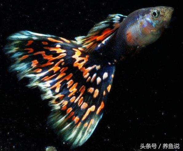 孔雀魚品種排名大全【全紅白子孔雀魚怎么飼養(yǎng)維系】