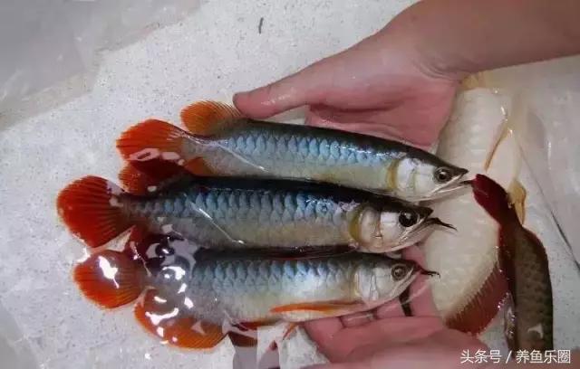 紅龍魚哪里產(chǎn)的最好【龍魚是哪里的原生魚】