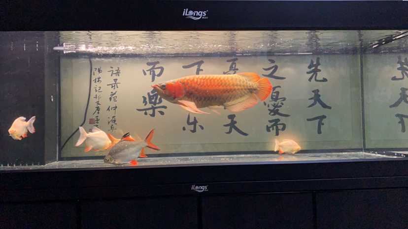 花地灣馬上謝幕進(jìn)入歷史的洪流之中了 銀河星鉆魚(yú) 第4張