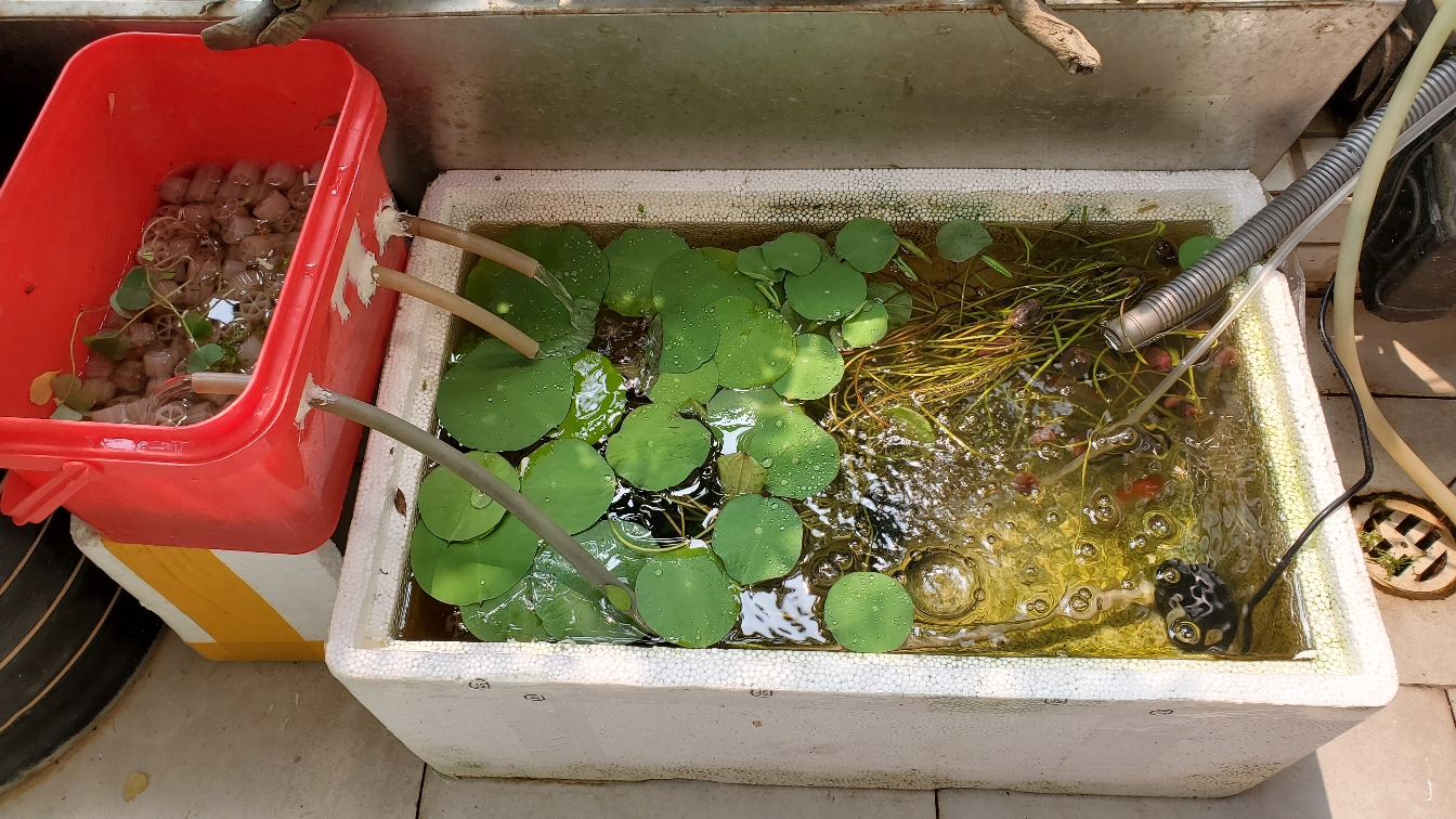 養(yǎng)魚人 水草 第2張