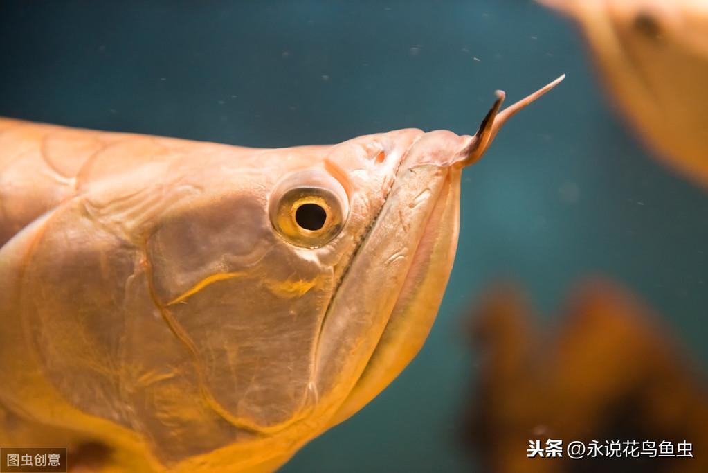 養(yǎng)龍魚要多少溫度【魚缸水溫32度行嗎】