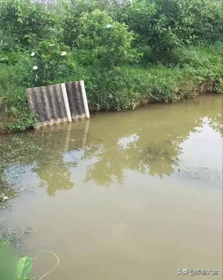 養(yǎng)龍魚要多少溫度【深海龍魚怎么養(yǎng)】