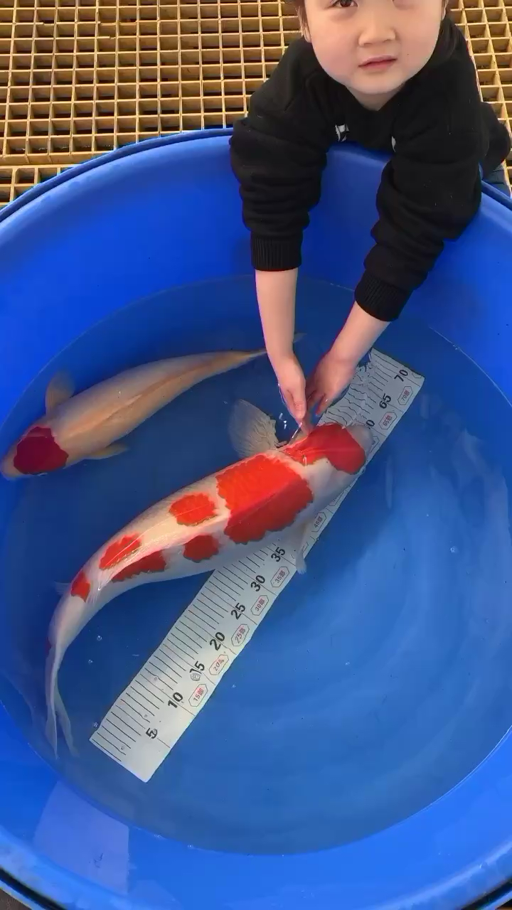 從小培養(yǎng)孩子玩魚 水族燈（魚缸燈）