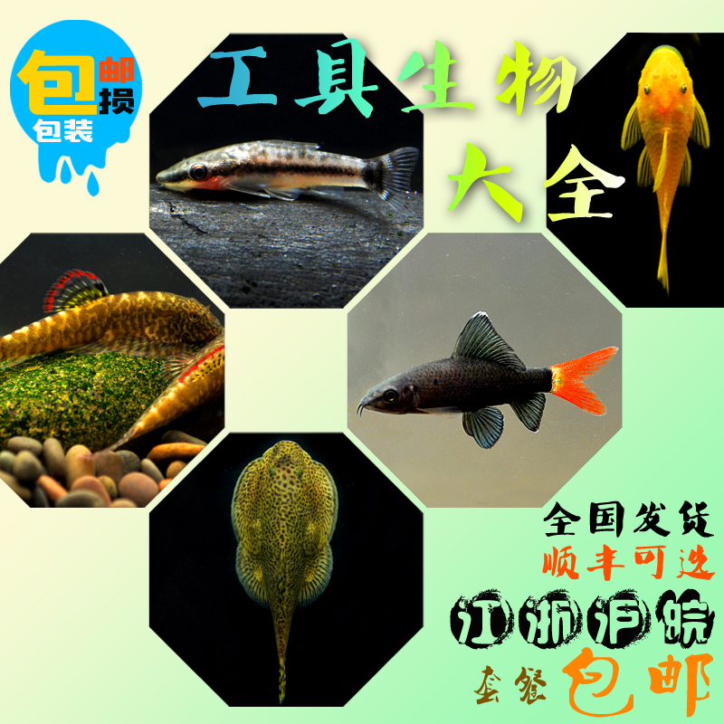 雅安觀賞魚市場黃金胡子魚活體領(lǐng)取優(yōu)惠券