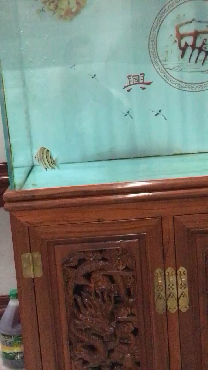 看一會魚