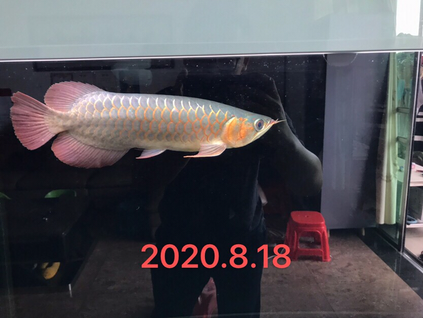 臨潼水族館變化 綠皮皇冠豹魚(yú) 第1張