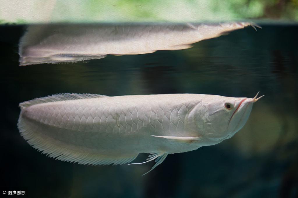 最貴的紅龍是什么魚【中高端顯卡推薦】 龍魚批發(fā)