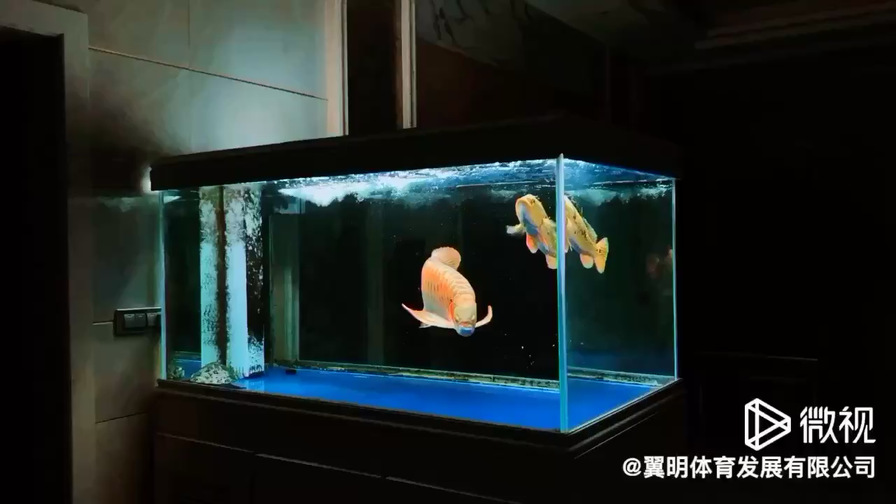 瀘州水族館努力前行 印尼四紋虎